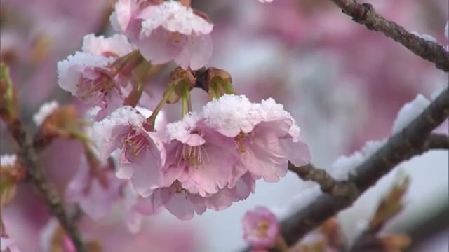 津山市で咲く河津桜の花びらも雪化粧…各地で冬に逆戻り　新見市千屋で氷点下５．３度【岡山・香川】