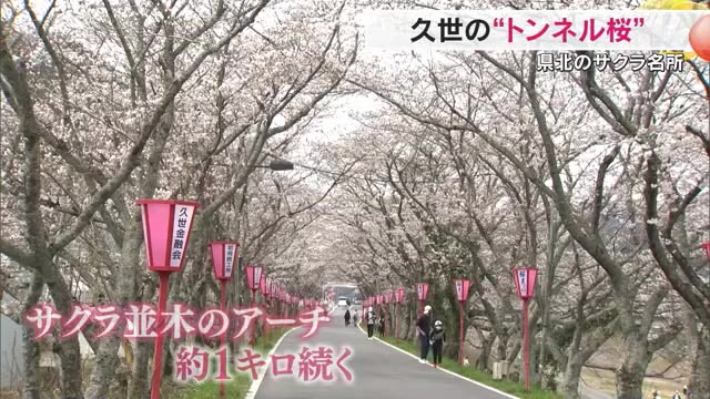 県北にも春到来！真庭市の「久世トンネル桜」が見頃　約１キロ続くサクラ並木のアーチに花見客は…【岡山】
