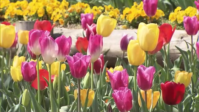 花びらの形にも注目…丸亀市のレオマリゾートで色とりどりのチューリップ約７万本が見頃【香川】