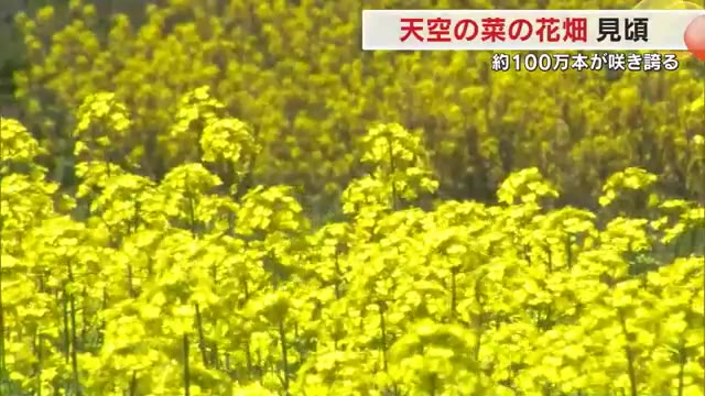 春風に揺れる約１００万本の「天空の菜の花畑」　散策する人々を視覚と味覚で魅了【岡山・美作市】