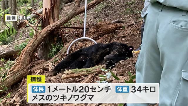【注意】津山市で子連れのツキノワグマ捕獲　２４年度で２例目　わなにかかり発見【岡山】
