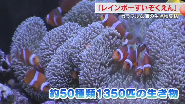 カラフルな海の生き物が集結！岡山市のデパートで１３５０匹の生き物集めたイベント【岡山】