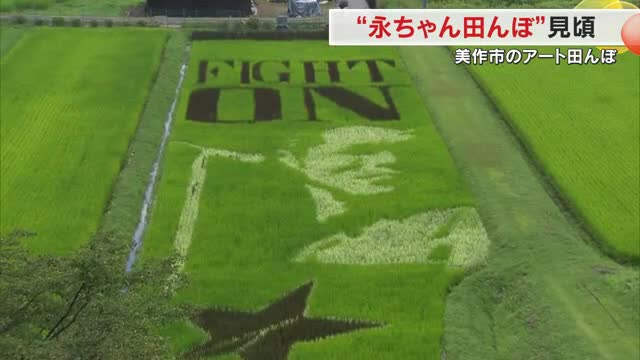 見頃迎えた美作市の永ちゃん田んぼ 　矢沢永吉さんの横顔に「ＦＩＧＨＴ　ＯＮ」で２４年も最高【岡山】