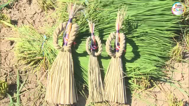 伝統の正月飾り「作州飾り」を継承…津山市で材料用のイネ刈り始まる【岡山】