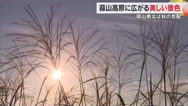 猛暑は続くも…県北・蒜山に“秋の足音”　岡山・鳥取県境の鬼女台ではススキの穂伸びる【岡山】