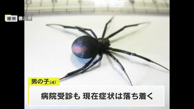 坂出市のこども園で４歳男児が毒グモ「セアカゴケグモ」にかまれる…症状は快方に【香川】