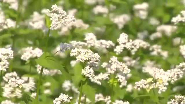 高原に一面の白い花　岡山県北に秋の訪れを告げるソバの花が咲き始める【岡山・真庭市】