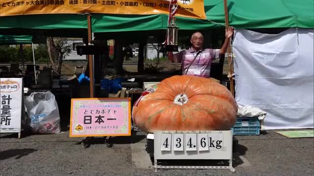 チャンピオンは重さ４３４．６キロのカボチャ…小豆島で「日本一どでカボチャ大会」【香川】