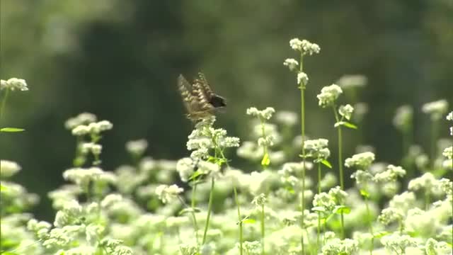 棚田に広がる可憐な白い花…美咲町でソバの花見頃　実を収穫後に地元飲食店が手打ちそばに【岡山】