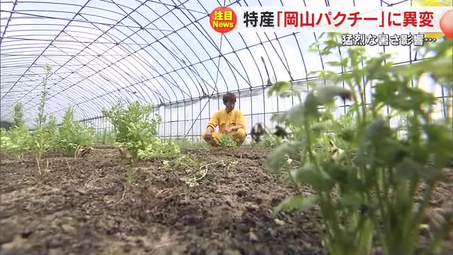 【長引く猛暑の影響】岡山市のパクチー生産者　かつてない不作で生産者苦悩【岡山】