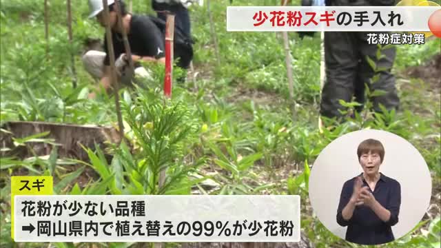 花粉症対策　新見市の森で花粉の少ない品種のスギの手入れ【岡山】