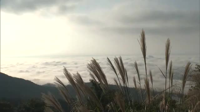 作州にやっと秋が来た…津山盆地に幻想的な雲海広がる　その風景はまるでアート【岡山・津山市】