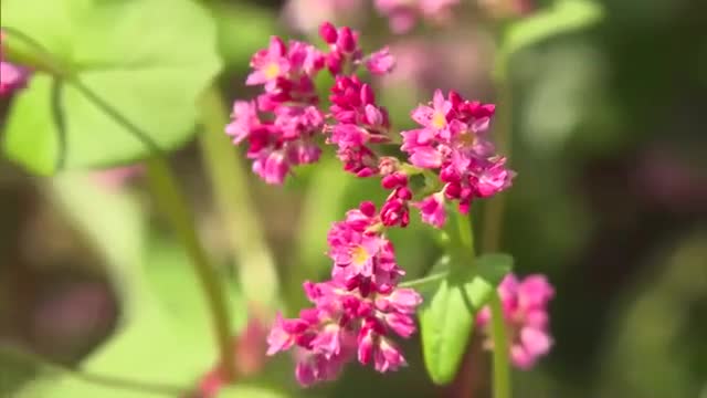 棚田に吹く秋風…鮮やかな色づきで咲き誇る赤ソバの花「高嶺ルビー」が美咲町で見頃【岡山】