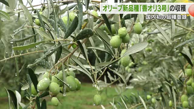 開発に約７０年…香川県開発のオリーブ新品種「香オリ３号」小豆島で収穫作業　報道関係者に公開【香川】