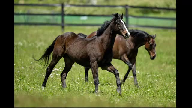 ２００４年菊花賞馬「デルタブルース」死す・２３歳　同馬管理の真庭市の団体が発表【岡山】