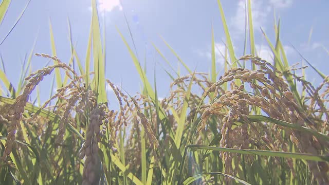 かめばかむほど出てくる甘味…香川県のオリジナル米「おいでまい」綾川町で稲刈り始まる【香川】