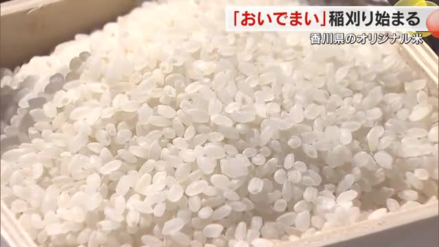 かめばかむほど出てくる甘味…香川県のオリジナル米「おいでまい」綾川町で稲刈り始まる【香川】