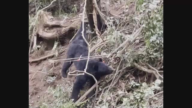 津山市吉見地区で柿の木にクマの爪あと・カキが食べられていると住民から通報　ツキノワグマか【岡山】