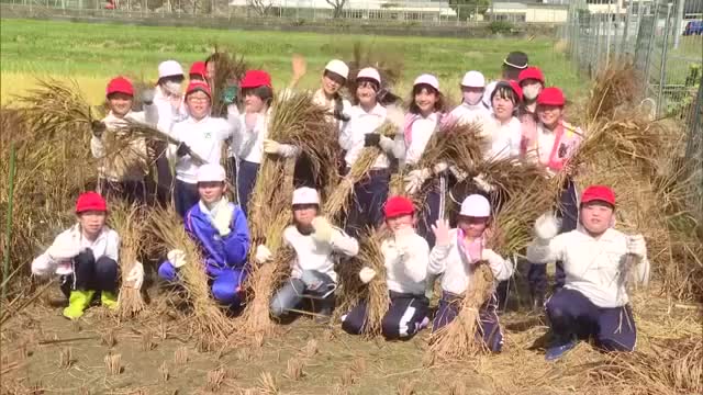 ロックシンガー・矢沢永吉さんの横顔描いた「永ちゃん田んぼ」で地元の小学生が稲刈り【岡山・美作市】