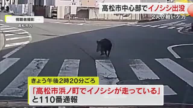 【続報】高松市中心部でイノシシ出没　２人がかまれるなどしケガ【香川】