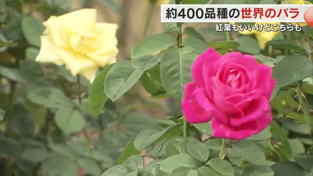 秋の訪れ告げる約４００種が咲き競う…丸亀市のレオマリゾートで「大バラ祭り」【香川】