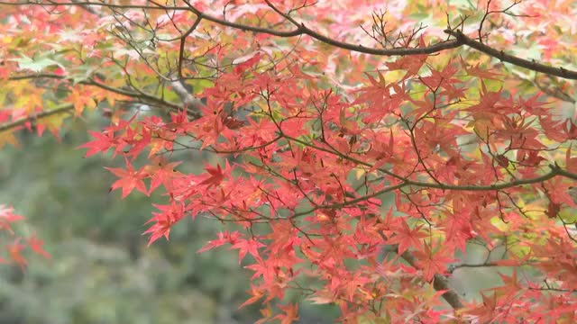 森の芸術祭アーティスト作のオブジェとの空間コラボも…岡山県北を代表する紅葉スポット・奥津渓の紅葉見頃