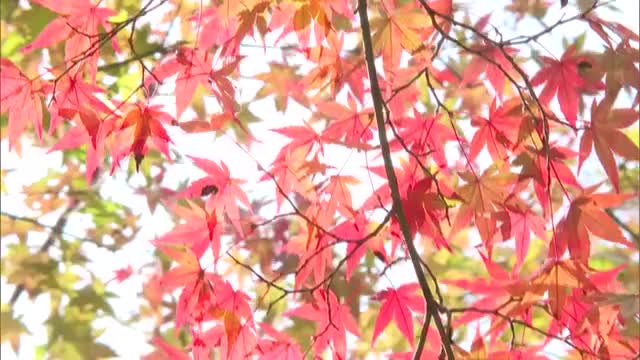 森の芸術祭アーティスト作のオブジェとの空間コラボも…岡山県北を代表する紅葉スポット・奥津渓の紅葉見頃