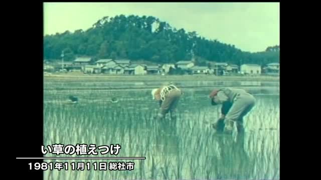 きょう（１１月１１日）は何の日？懐かしの風景…「い草」の植え付け（１９８１年）【岡山】