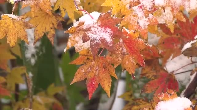 「紅葉」に降る「雪」…新見市などで今季一番の寒さ　蒜山では２３年より６日遅い初雪【岡山・真庭市】