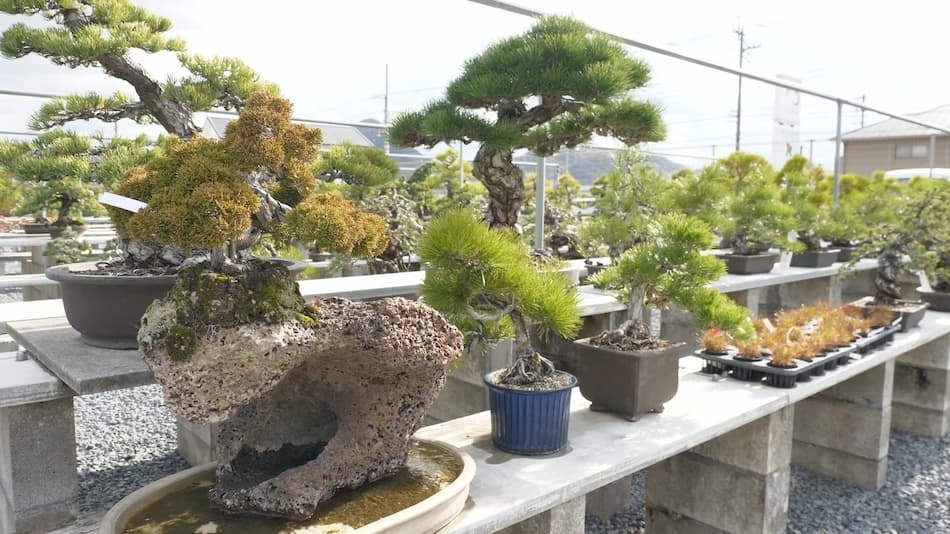 西日本最大の盆栽の産地で目利き対決？！…高松盆栽の郷（金バク！2023年 12月15日OA）